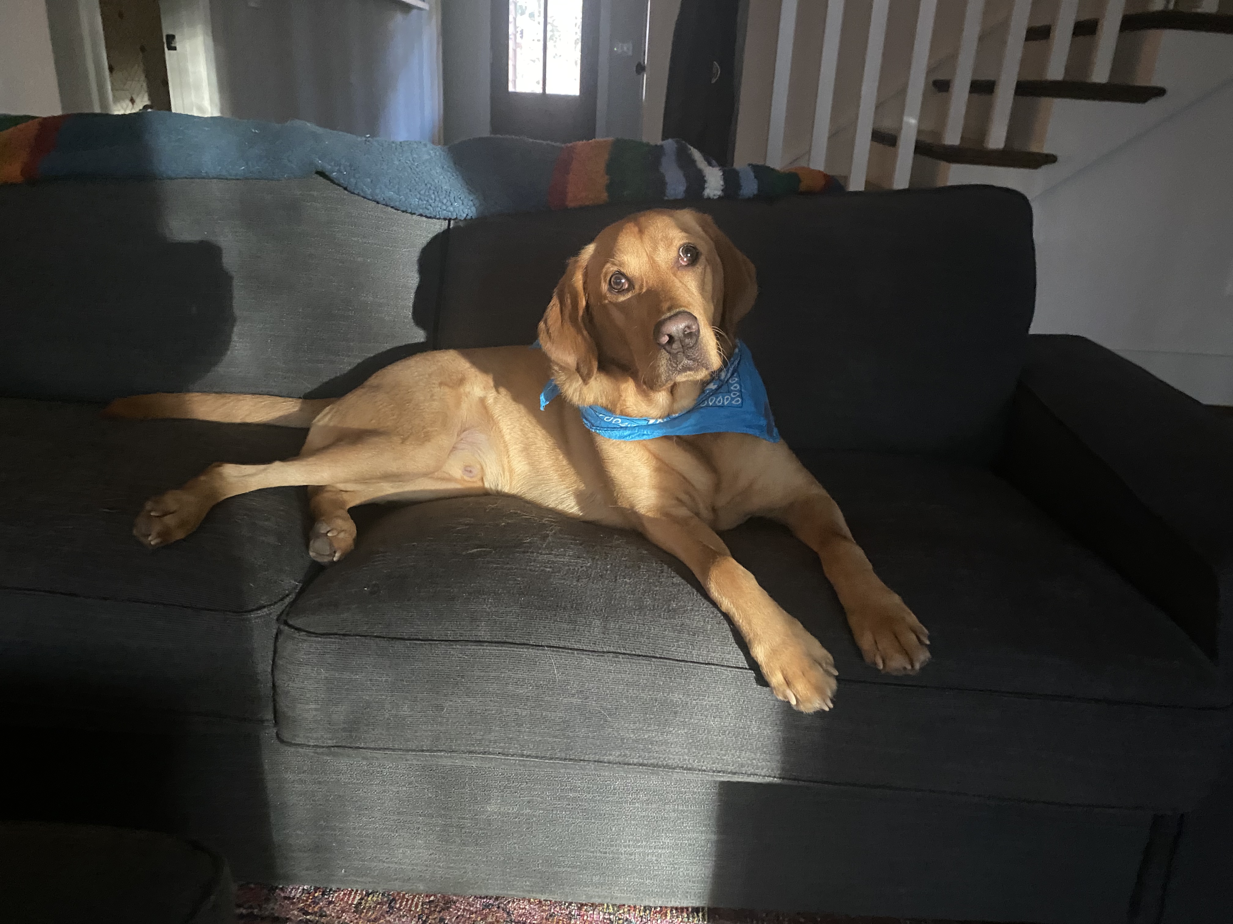 Cedar lounging on the sofa with blue bandana
