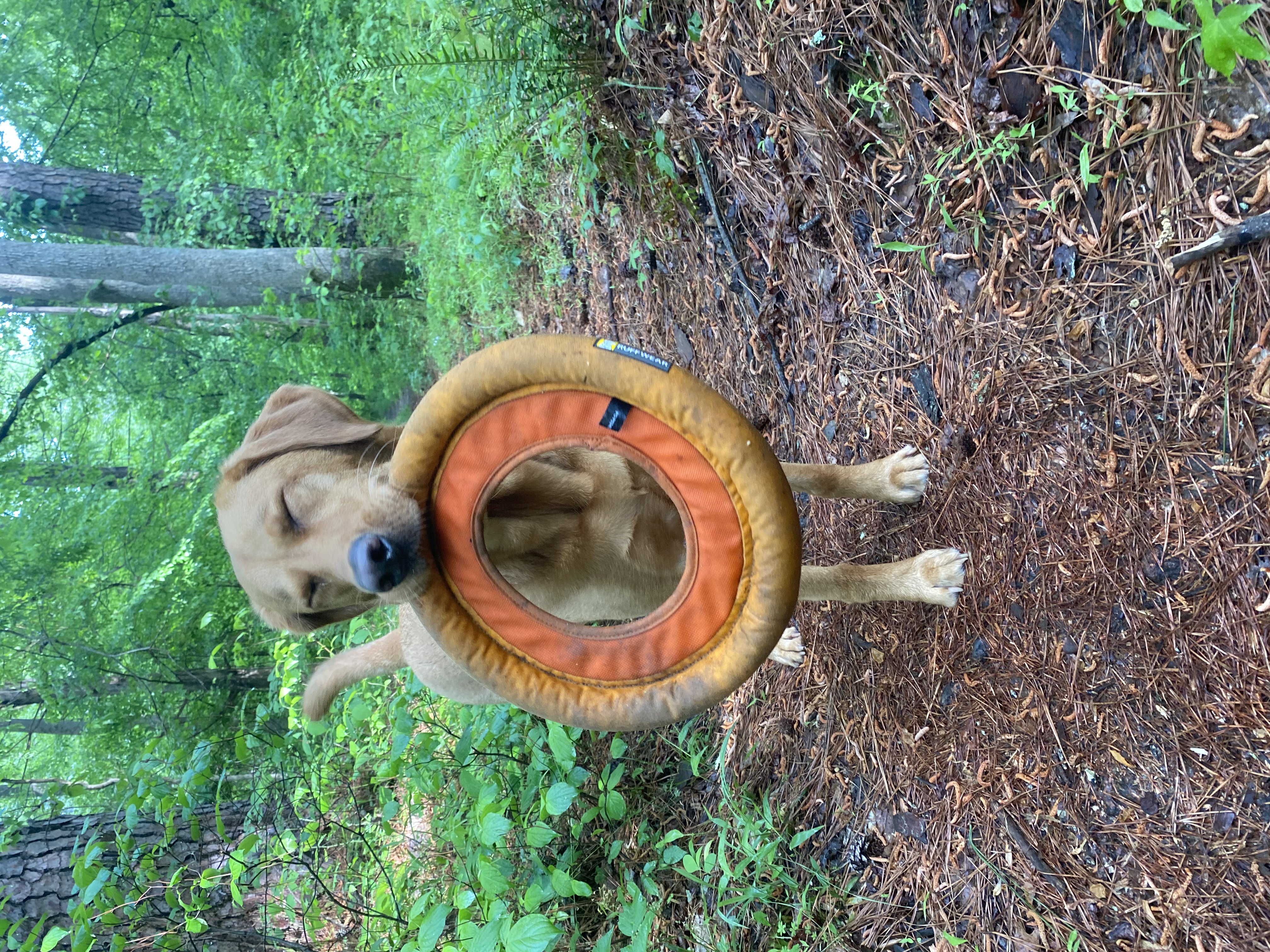 Cedar with frisbee in the woods