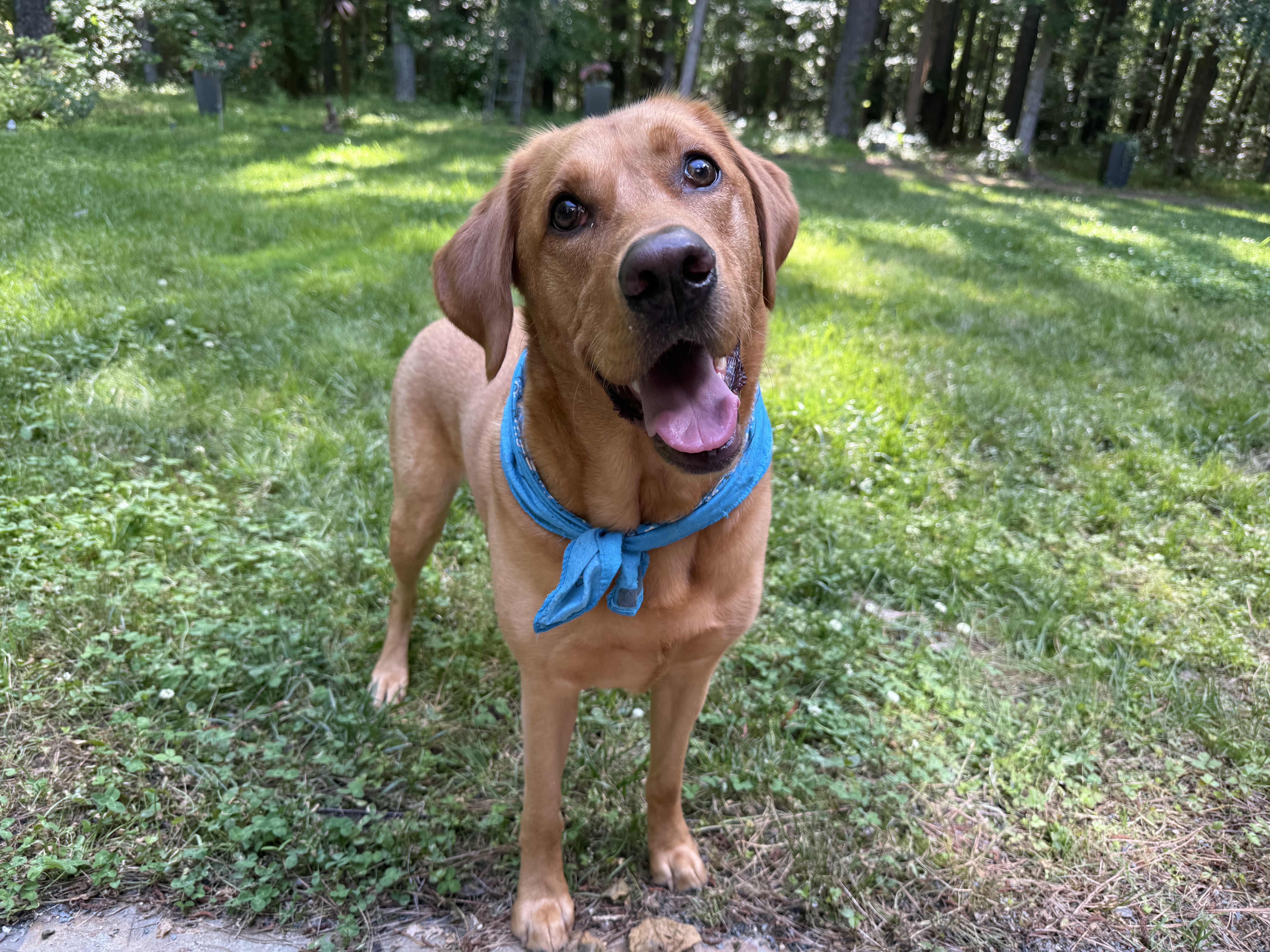 Cedar the fox red lab