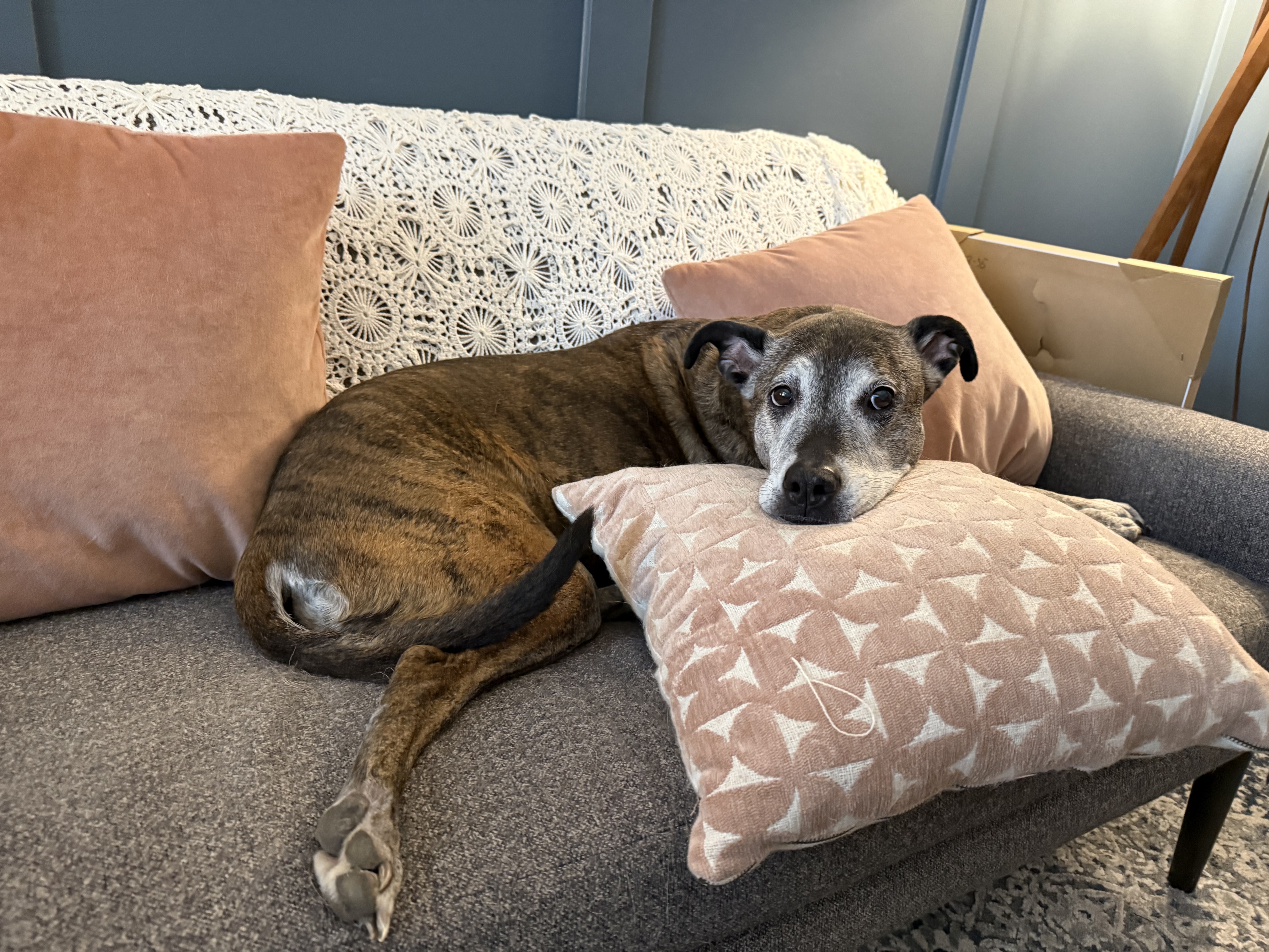 Sissi lounging on the sofa