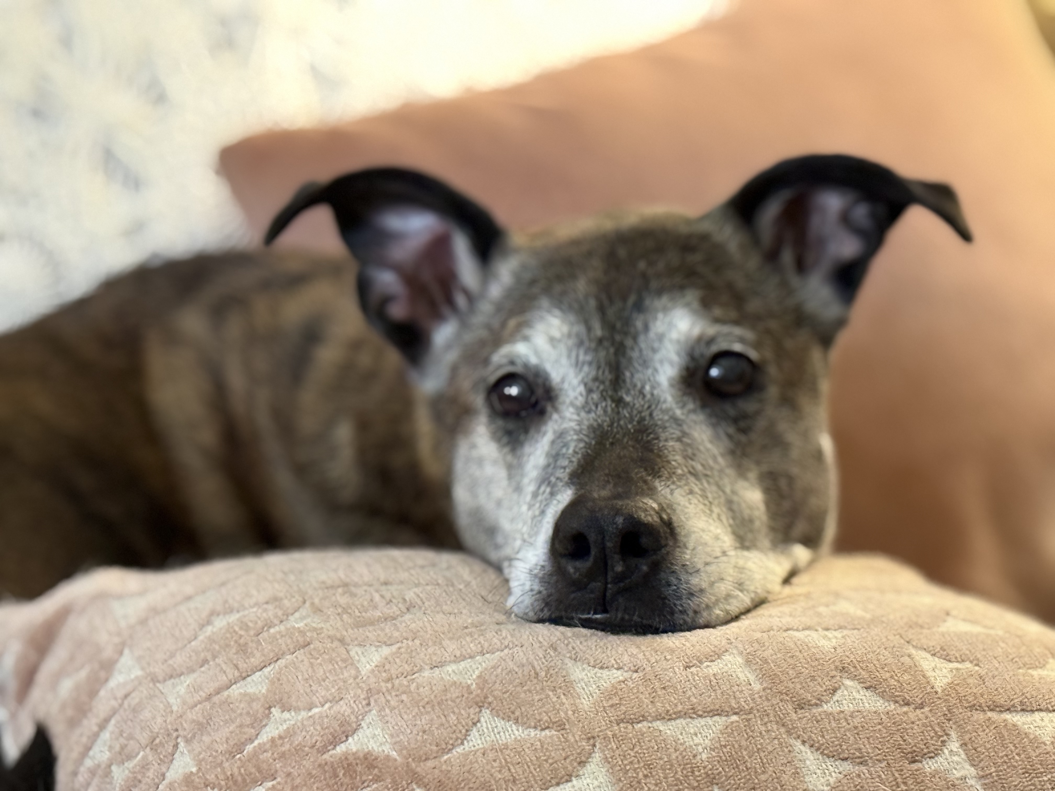 Sissi the plot hound