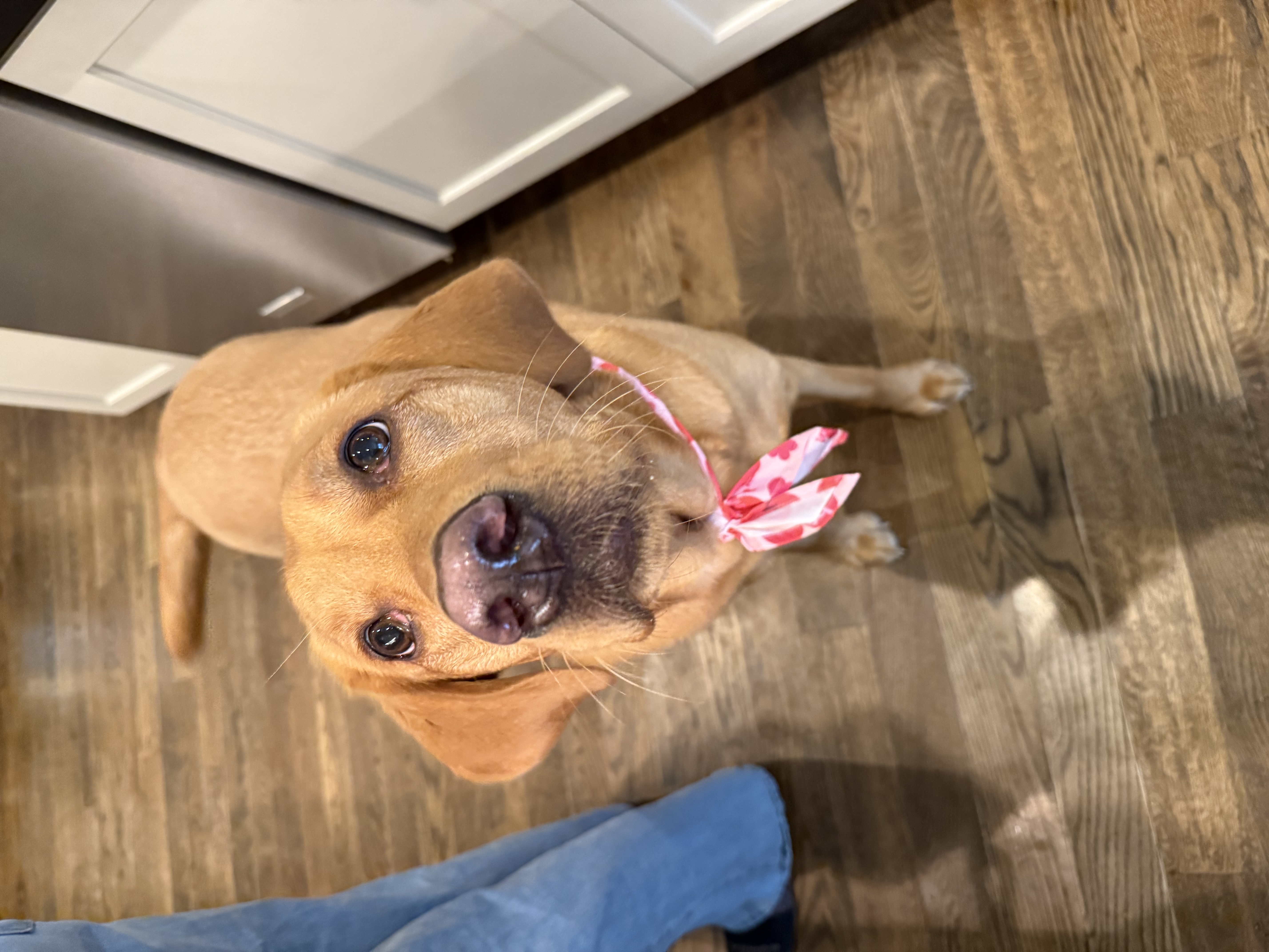 Cedar with floral bandana indoors