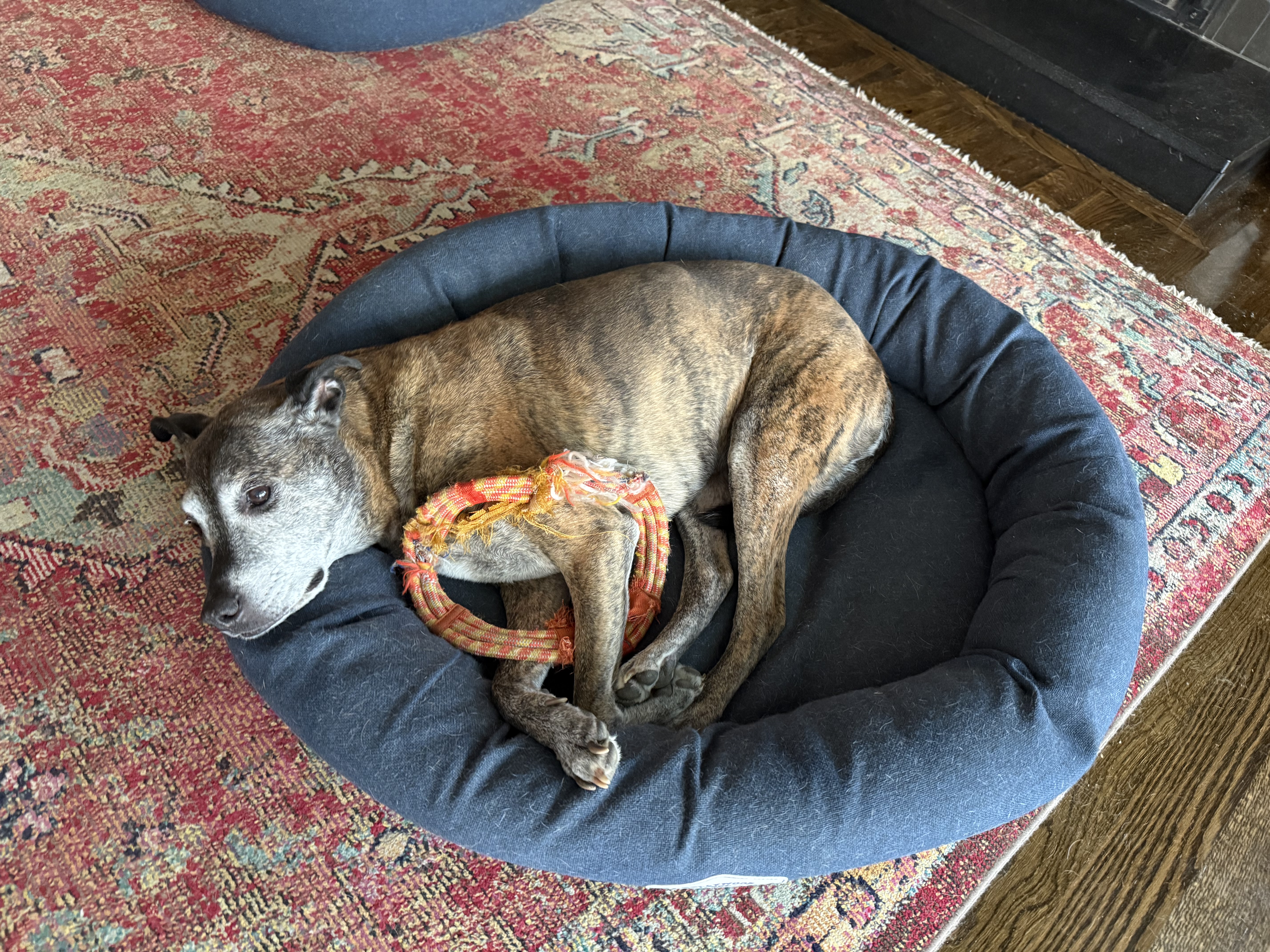 Sissi curled in her bed