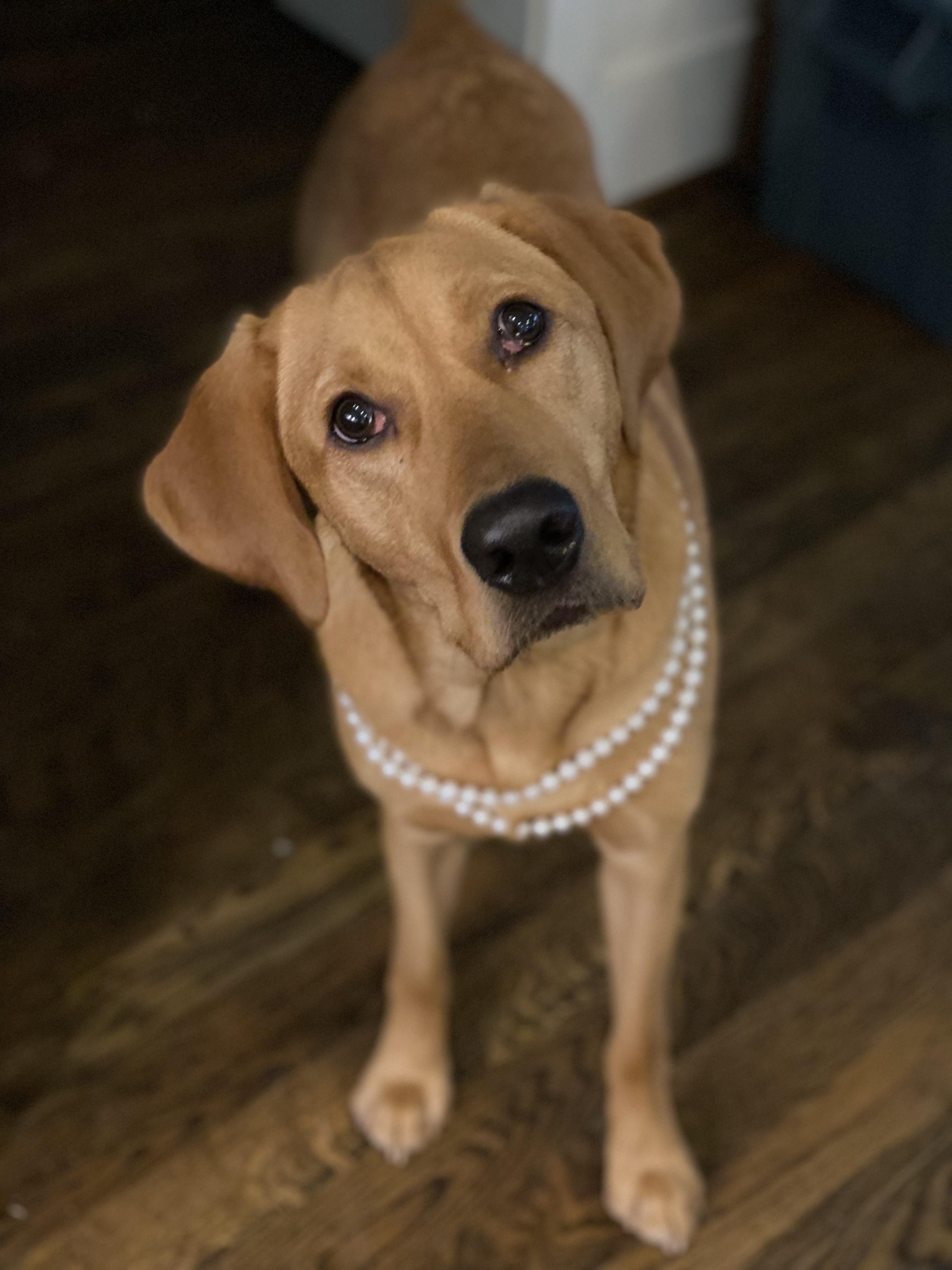 Cedar wearing pearls